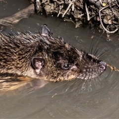Hydromys chrysogaster (Rakali or Water Rat) at Fyshwick, ACT - 31 Aug 2025 by rawshorty
