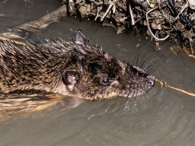 Hydromys chrysogaster (Rakali or Water Rat) at Fyshwick, ACT - 31 Aug 2025 by rawshorty