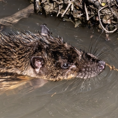 Hydromys chrysogaster (Rakali or Water Rat) at Fyshwick, ACT - 31 Aug 2025 by rawshorty