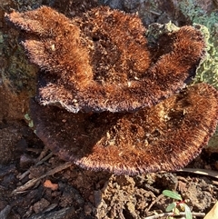 Unverified Underside smooth or wrinkled/roughened <Stereum etc> at Canyonleigh, NSW - 31 Aug 2025 by blacksheep