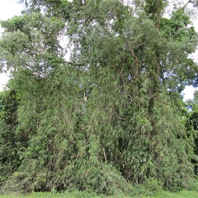 Mullerochloa moreheadiana (climbing bamboo) at Whyanbeel, QLD - 13 Feb 2022 by JasonPStewart