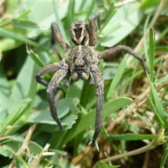 Tasmanicosa sp. (genus) (Tasmanicosa wolf spider) at Freshwater Creek, VIC - 1 Dec 2024 by WendyEM