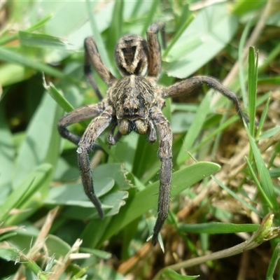 Tasmanicosa sp. (genus) (Tasmanicosa wolf spider) at Freshwater Creek, VIC - 1 Dec 2024 by WendyEM