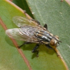 Unverified True fly (Diptera) at Freshwater Creek, VIC - 2 Dec 2024 by WendyEM