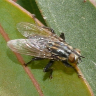 Unverified True fly (Diptera) at Freshwater Creek, VIC - 2 Dec 2024 by WendyEM