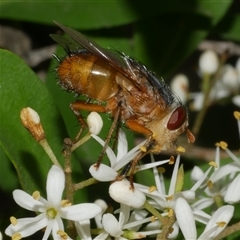 Unverified Bristle Fly (Tachinidae) at Freshwater Creek, VIC - 2 Dec 2024 by WendyEM