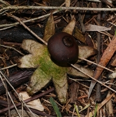Geastrum sp. (genus) (An earthstar) at Freshwater Creek, VIC - 2 Dec 2024 by WendyEM
