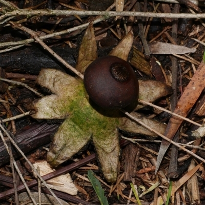 Geastrum sp. (genus) (An earthstar) at Freshwater Creek, VIC - 2 Dec 2024 by WendyEM