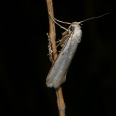 Philobota productella (Pasture Tunnel Moth) at Freshwater Creek, VIC - 4 Dec 2024 by WendyEM