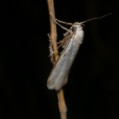 Philobota productella (Pasture Tunnel Moth) at Freshwater Creek, VIC - 4 Dec 2024 by WendyEM