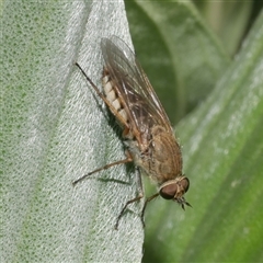 Anabarhynchus sp. (genus) (Stiletto Fly (Sub-family Therevinae)) at Freshwater Creek, VIC - 4 Dec 2024 by WendyEM