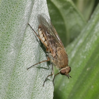Anabarhynchus sp. (genus) (Stiletto Fly (Sub-family Therevinae)) at Freshwater Creek, VIC - 4 Dec 2024 by WendyEM