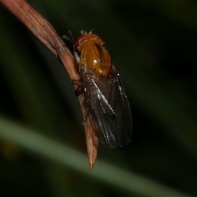 Lauxaniidae (family) (Unidentified lauxaniid fly) at Freshwater Creek, VIC - 4 Dec 2024 by WendyEM
