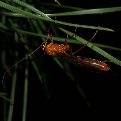 Ichneumonidae (family) at Freshwater Creek, VIC - 4 Dec 2024 by WendyEM