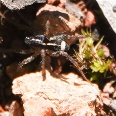 Artoria sp. (genus) at Hall, ACT - 31 Aug 2025 by Anna123