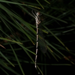 Austrolestes annulosus (Blue Ringtail) at Freshwater Creek, VIC - 4 Dec 2024 by WendyEM