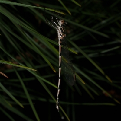 Austrolestes annulosus (Blue Ringtail) at Freshwater Creek, VIC - 4 Dec 2024 by WendyEM