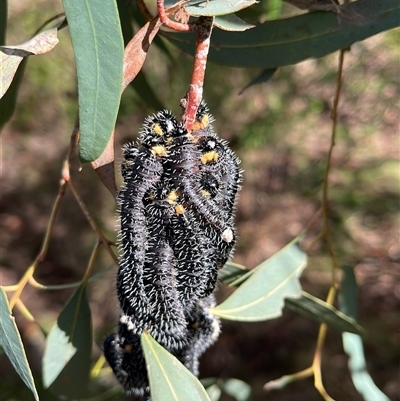 Perga sp. (genus) (Sawfly or Spitfire) at Acton, ACT - 30 Aug 2025 by RWPurdie