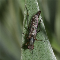 Taenogerella elizabethae at Freshwater Creek, VIC - 18 Dec 2024 by WendyEM