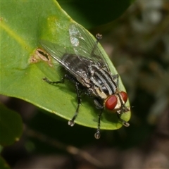 Sarcophaga sp. (genus) (Flesh fly) at Freshwater Creek, VIC - 19 Dec 2024 by WendyEM