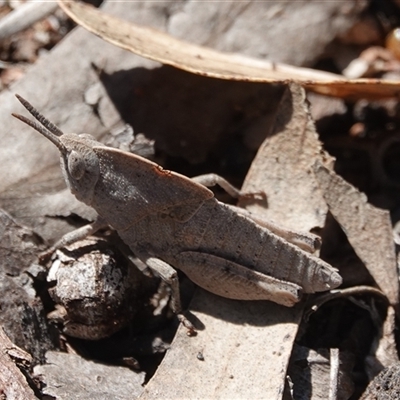 Goniaea australasiae (Gumleaf grasshopper) at Hall, ACT - 31 Aug 2025 by Anna123
