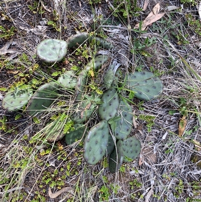 Unverified Cactus / Succulent at Broke, NSW - 30 Aug 2025 by RoyP