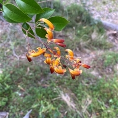 Unverified Climber or Mistletoe at Broke, NSW - 27 Aug 2025 by RoyP