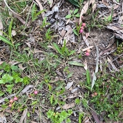 Unverified Other Wildflower or Herb at Broke, NSW - 30 Aug 2025 by RoyP