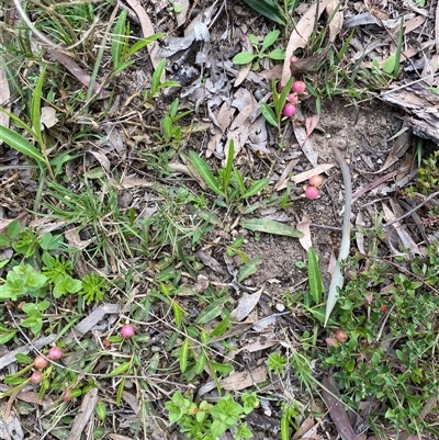 Unverified Other Wildflower or Herb at Broke, NSW - 30 Aug 2025 by RoyP