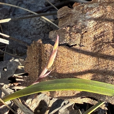 Lyperanthus suaveolens (Brown Beaks) at Aranda, ACT - 30 Aug 2025 by CathB