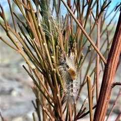 Orgyia anartoides (Painted Apple Moth) at Cook, ACT - 30 Aug 2025 by CathB