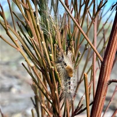 Orgyia anartoides (Painted Apple Moth) at Cook, ACT - 30 Aug 2025 by CathB