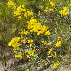 Acacia decora at Broke, NSW - 30 Aug 2025 by RoyP