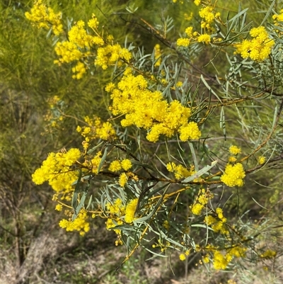 Acacia decora at Broke, NSW - 30 Aug 2025 by RoyP