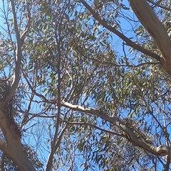 Eucalyptus rossii (Inland Scribbly Gum) at Carwoola, NSW - 1 Sep 2025 by Liam.m