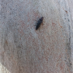 Elateridae (family) (Unidentified click beetle) at Carwoola, NSW - 1 Sep 2025 by Liam.m