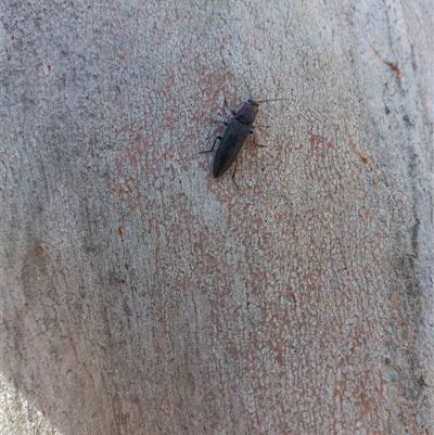 Elateridae (family) (Unidentified click beetle) at Carwoola, NSW - 1 Sep 2025 by Liam.m
