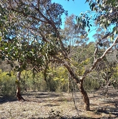 Eucalyptus dives at Carwoola, NSW - 1 Sep 2025 by Liam.m