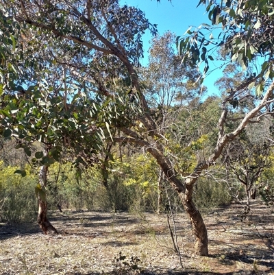 Eucalyptus dives at Carwoola, NSW - 1 Sep 2025 by Liam.m