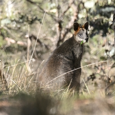 Wallabia bicolor (Swamp Wallaby) at Belconnen, ACT - 1 Sep 2025 by Thurstan