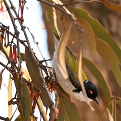Melithreptus lunatus (White-naped Honeyeater) at Belconnen, ACT - 1 Sep 2025 by Thurstan