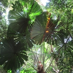 Licuala ramsayi (Queensland Fan Palm) at Rossville, QLD - 10 Jul 2023 by JasonPStewartNMsnc2016