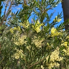 Unverified Wattle at Broke, NSW - 1 Sep 2025 by RoyP