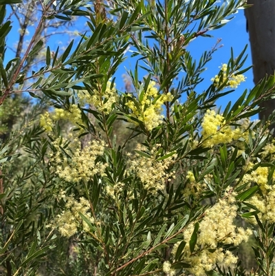 Unverified Wattle at Broke, NSW - 1 Sep 2025 by RoyP