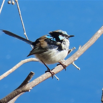 Malurus cyaneus (Superb Fairywren) at Fyshwick, ACT - 31 Aug 2025 by RodDeb