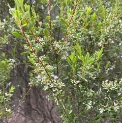 Unverified Other Wildflower or Herb at Broke, NSW - 30 Aug 2025 by RoyP