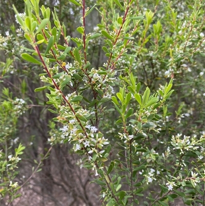 Unverified Other Wildflower or Herb at Broke, NSW - 30 Aug 2025 by RoyP
