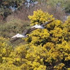 Pelecanus conspicillatus (Australian Pelican) at Fyshwick, ACT - 31 Aug 2025 by RodDeb