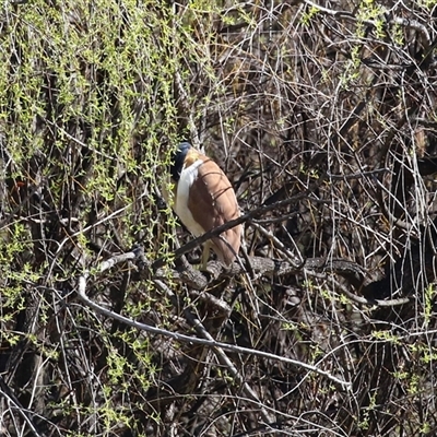 Nycticorax caledonicus (Nankeen Night-Heron) at Fyshwick, ACT - 31 Aug 2025 by RodDeb