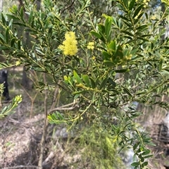 Unverified Wattle at Broke, NSW - 30 Aug 2025 by RoyP